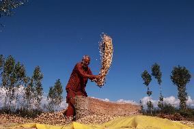 Paddy Harvesting In Kashmir