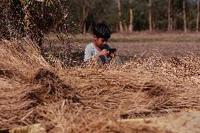 Paddy Harvesting In Kashmir