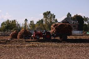 Paddy Harvesting In Kashmir