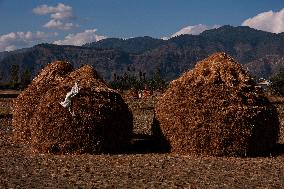 Paddy Harvesting In Kashmir