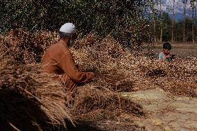 Paddy Harvesting In Kashmir