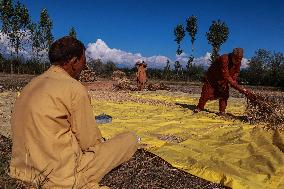 Paddy Harvesting In Kashmir