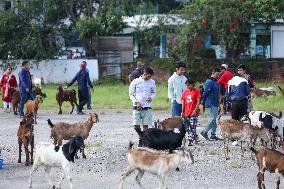 Dashain Preparations Begin In Nepal With Selection Of Mountain And He-goats