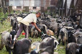 Dashain Preparations Begin In Nepal With Selection Of Mountain And He-goats