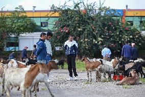 Dashain Preparations Begin In Nepal With Selection Of Mountain And He-goats