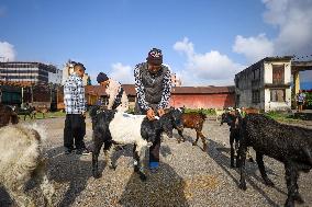 Dashain Preparations Begin In Nepal With Selection Of Mountain And He-goats