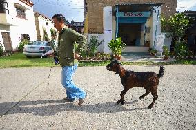 Dashain Preparations Begin In Nepal With Selection Of Mountain And He-goats