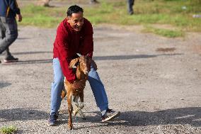 Dashain Preparations Begin In Nepal With Selection Of Mountain And He-goats