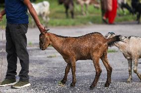 Dashain Preparations Begin In Nepal With Selection Of Mountain And He-goats