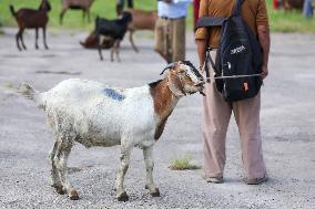 Dashain Preparations Begin In Nepal With Selection Of Mountain And He-goats