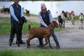 Dashain Preparations Begin In Nepal With Selection Of Mountain And He-goats