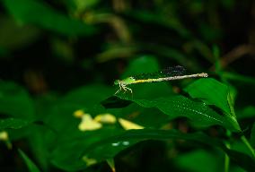 Coromandel Marsh Dart (Ceriagrion Coromandelianum) - Animal India