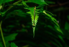 Coromandel Marsh Dart (Ceriagrion Coromandelianum) - Animal India