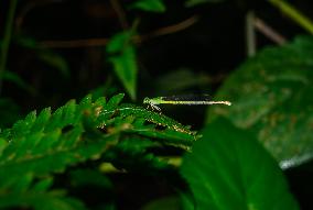 Coromandel Marsh Dart (Ceriagrion Coromandelianum) - Animal India