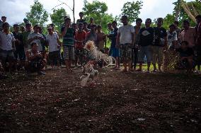 The Balinese Fighting Roosters