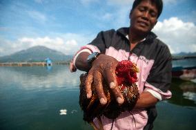 The Balinese Fighting Roosters