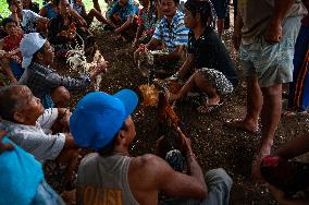 The Balinese Fighting Roosters