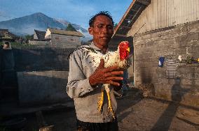 The Balinese Fighting Roosters