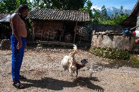 The Balinese Fighting Roosters