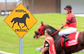 Thoroughbred Horse Racing At Woodbine Racetrack - October 6, 2024