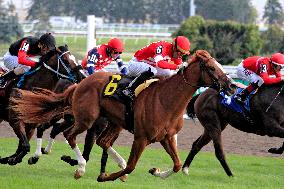 Thoroughbred Horse Racing At Woodbine Racetrack - October 6, 2024