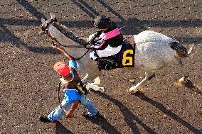 Thoroughbred Horse Racing At Woodbine Racetrack - October 6, 2024