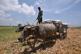 Daily Life In India