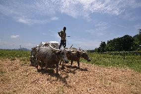 Daily Life In India