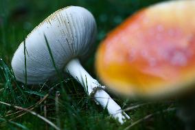 Toadstools In Poland