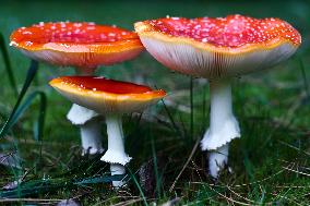 Toadstools In Poland