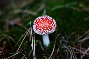 Toadstools In Poland