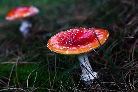 Toadstools In Poland