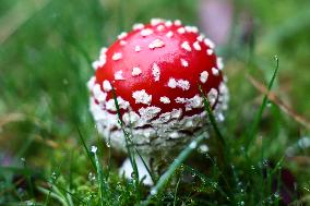 Toadstools In Poland