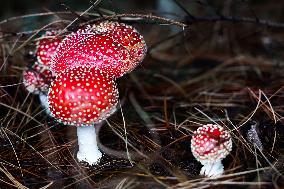 Toadstools In Poland