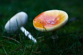 Toadstools In Poland