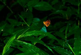 Chestnut Bob (Iambrix Salsala) - Animal India