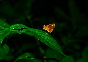 Chestnut Bob (Iambrix Salsala) - Animal India