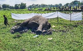 Wild Elephant Found Dead At Dudhia Village Near Gajoldoba