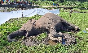 Wild Elephant Found Dead At Dudhia Village Near Gajoldoba