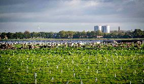 Construction of a solar park - Netherlands