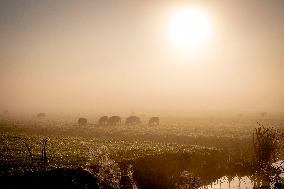 Morning mist in Autumn - Rotterdam