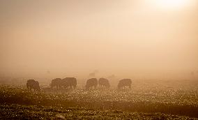 Morning mist in Autumn - Rotterdam