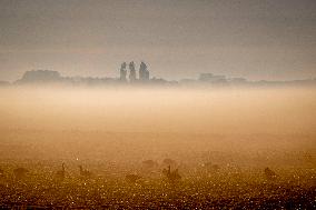 Morning mist in Autumn - Rotterdam