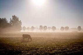 Morning mist in Autumn - Rotterdam