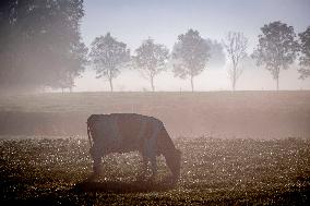 Morning mist in Autumn - Rotterdam