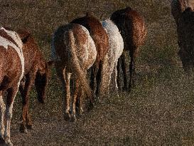 Black Hills Wild Horse Sanctuary