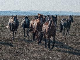 Black Hills Wild Horse Sanctuary