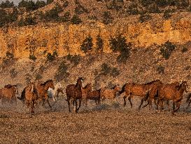 Black Hills Wild Horse Sanctuary