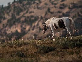 Black Hills Wild Horse Sanctuary