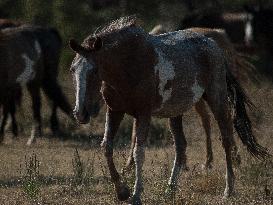 Black Hills Wild Horse Sanctuary